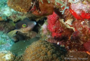 Malendure - îlet Pigeon